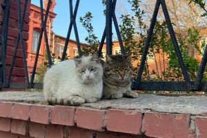 В Астраханской области обнаружен очередной очаг бешенства