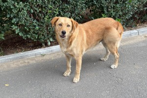 Около 5000 бездомных собак в Астрахани могут усыпить в 2025 году