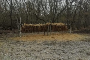 На Ставрополье будут подкармливать диких животных