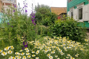 Астраханцы могут проголосовать за лучший двор и дом