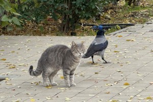 В Астрахани снова ввели карантин из-за кота с бешенством