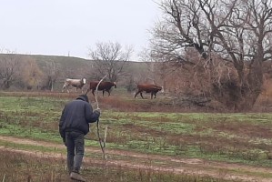 Астраханец понес наказание за выпас животных в лесу