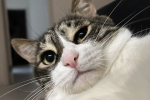 Льготная стерилизация животных в Астрахани стала дороже платной