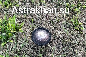 Стало известно, сколько человек в Астраханской области отравились грибами в 2025 году