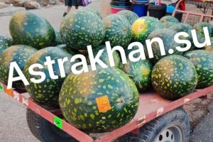 В конце ноября в Астрахани продаются арбузы: стоит ли их покупать и как сохранить ягоду до Нового года?