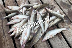 «Уловы, что надо»: как обстоят дела с рыбалкой в Астраханской области?