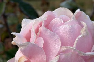 23 ноября в Астраханской области ожидается туман и дождь