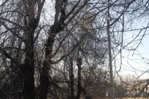 В Астрахани подростку понадобилась помощь спасателей, чтобы слезть с дерева