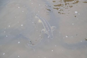 В Астраханской области открылась новая осетровая ферма