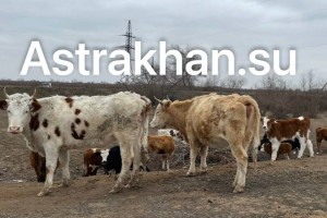 Коровы в Астраханской области терроризируют местных жителей и становятся причиной смертельных аварий