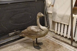 Астраханские моряки спасли истощенного лебедя