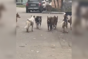 В Астрахани новая стая агрессивных бездомных псов терроризирует улицу Звездная