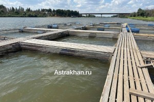 В Астраханской области фермеры получают гранты для развития своих&#160;КФХ