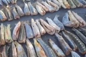 Астраханец пытался незаконно провезти 6,5 тонн осетров