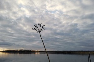 4 декабря в Астрахани сохранится пасмурная и прохладная погода