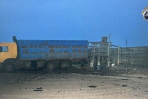 Работник фермы погиб при разгрузке скота в Астраханской области