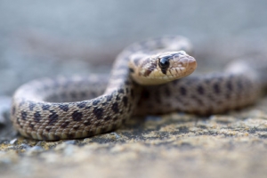 В Бразилии полуторагодовалый мальчик насмерть загрыз ядовитую змею