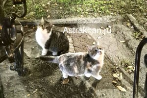 В Астрахани бездомные кошки гибнут от морозов