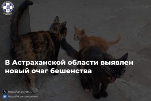 В Советском районе Астрахани ввели карантин по бешенству