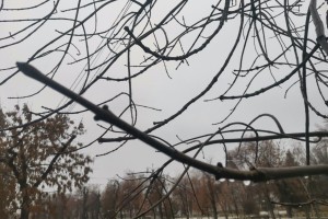 20 декабря в Астраханской области ожидается снег и туман