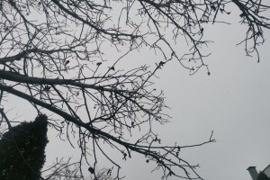 21 декабря в Астраханской области будет облачно и влажно