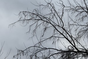 22 декабря в Астрахани будет сыро и ветрено