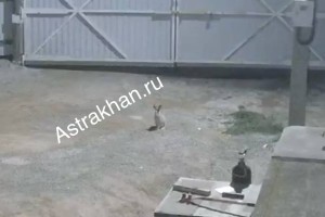 В Астрахани заяц забежал в жилой частный сектор