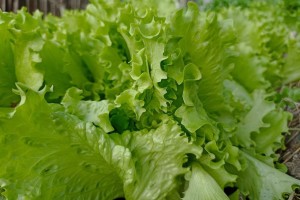 В Астрахани создадут 40 агроклассов для сельских школьников