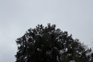 28 декабря в Астраханской области ожидается переменная облачность