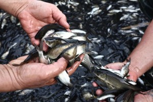 В Астраханской области подвели экологические итоги года