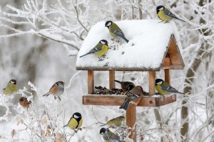 Специалист рассказал, чем зимой можно кормить птиц