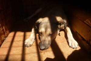 В Астраханской области сложилась странная ситуация с количеством бездомных собак