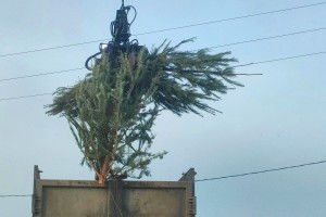 Астраханцам рассказали как и куда правильно выбросить новогоднюю ель