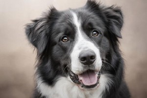 Зоозащитники получили грант на образовательную онлайн-платформу