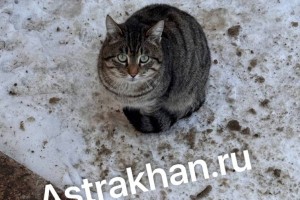 Пес плакал, как человек: астраханцы спасают бродячих животных от мороза