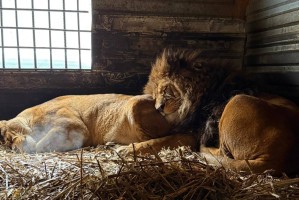 Пара астраханских львов отметила 10‑ю годовщину своей любви