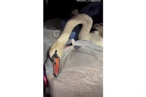 На Ставрополье врач и волонтеры спасли лебедя