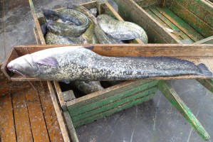 В Астраханской области падают уловы сома