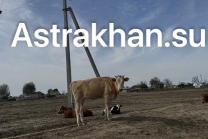 В Астраханской области на штрафстоянке для сельхозживотных ввели карантин по бруцеллезу