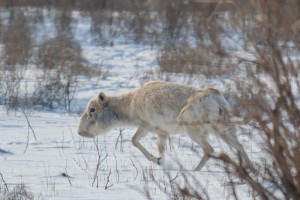 Мигрирующие в астраханской области сайгаки умирают не от болезни