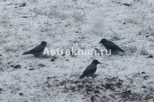 Сильные морозы могут резко сократить популяцию птиц в Астрахани