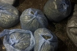 У астраханца дома нашли почти 6 килограмм «волшебного» растения