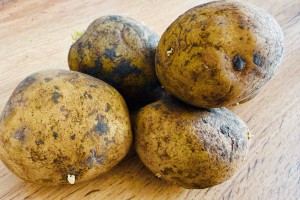 В астраханской картошке выявили превышение яда, смертельного для пчел