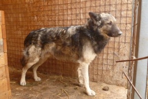 В ХМАО агрессивные собаки напали на ребенка