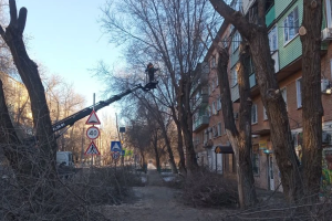 В астраханском микрорайоне провели санитарную обрезку деревьев