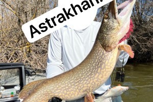В Астраханской области разрешили ловить щуку: почему рыба не клюет в регионе?