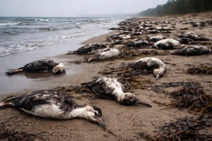 Массовая гибель птиц зафиксирована на Каспии