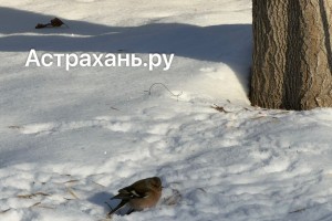 Стало известно, сколько воробьев удалось насчитать в Астраханской области