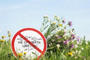 За срыв краснокнижных первоцветов на Ставрополье грозит штраф