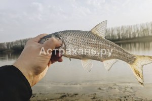 Астраханская вобла теперь составляет всего 1% от улова